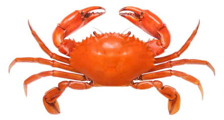 Cooked & Cleaned CAS Crab 400/500 5kg/ctn (Halal) - SGFoodMart.com SG Food Mart