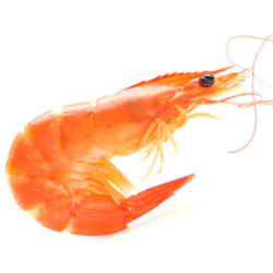 Premium Live Cooked Prawns 1kg/box (Halal) - SGFoodMart.com SG Food Mart